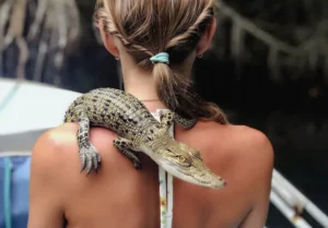 Tourist being introduced to a baby crocodile during a Jaliya Boat Safari on the Madu River in Sri Lanka