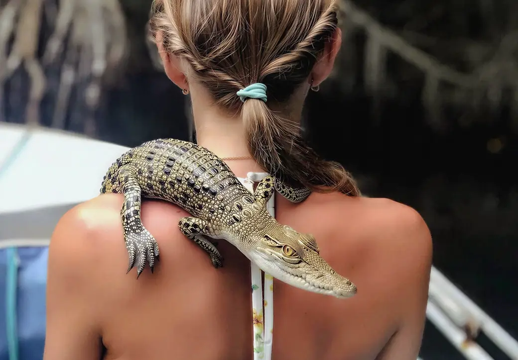 Handler presenting a young crocodile to visitors under supervision