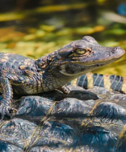 A tour guide holds a young baby crocodile for visitors on a Madu River boat safari, highlighting a unique wildlife encounter in Sri Lanka
