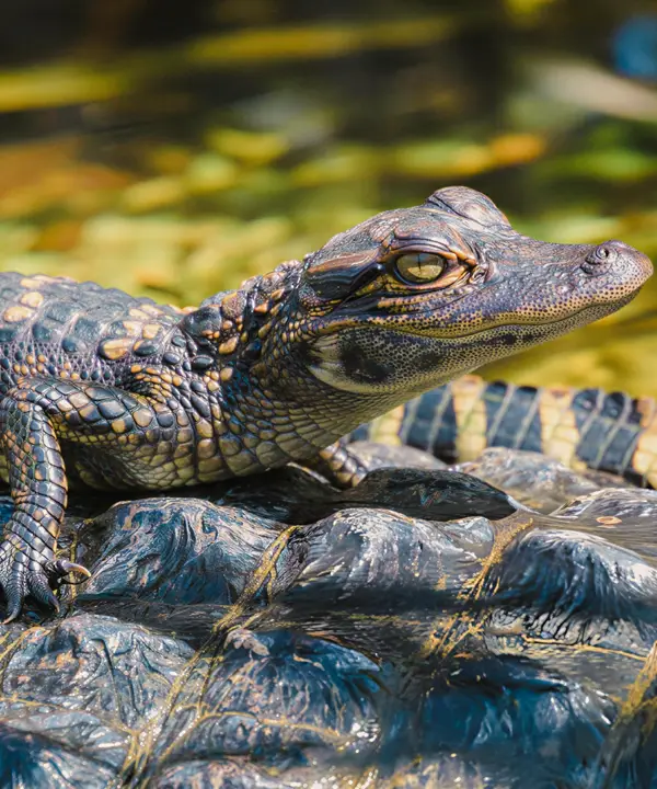 Baby crocodile at the crocodile spot, Madu River Safari