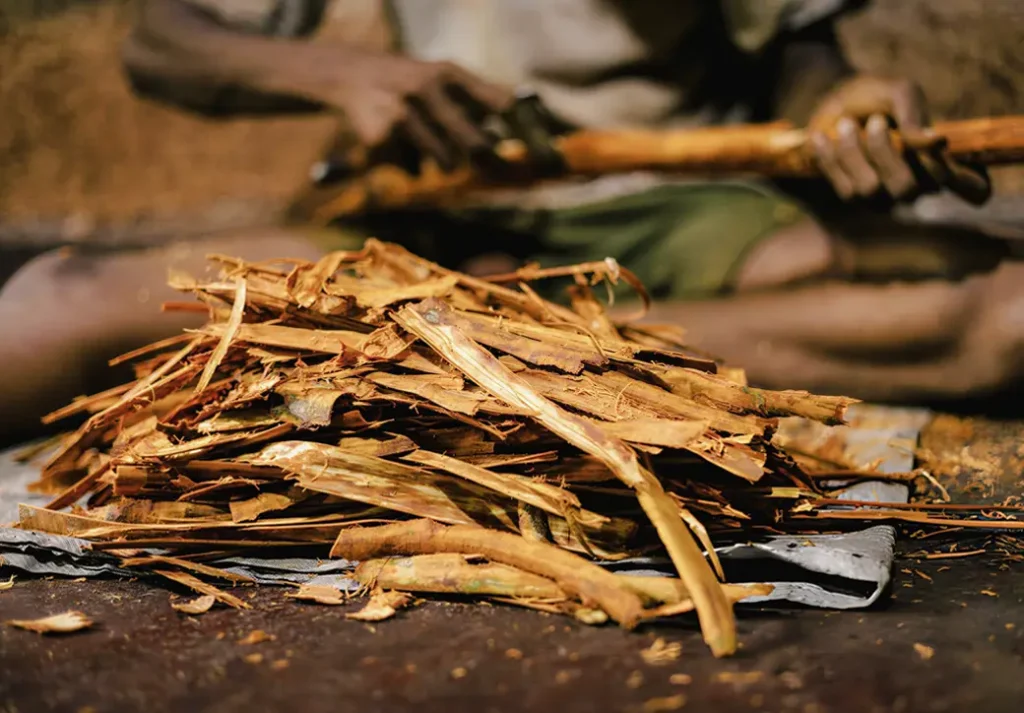 Visitors learning cinnamon bark harvesting on Madu River boat tour with Jaliya