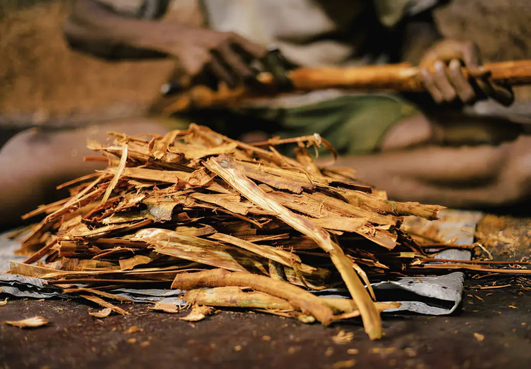 Local demonstrator peeling cinnamon bark on Cinnamon Island