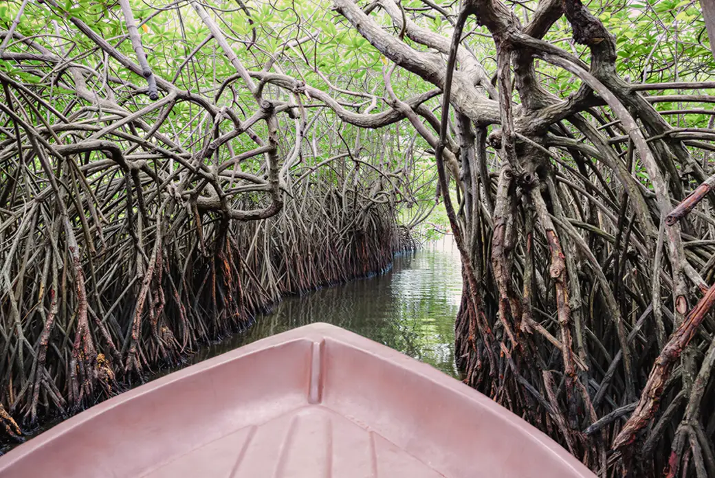 Boat Through Mangrove Tunnels Safari boat traveling through mangrove tunnels on the Madu River