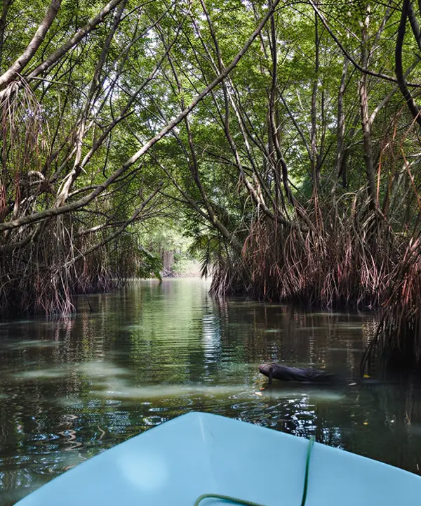 Mangrove tunnels on Madu River, Sri Lanka