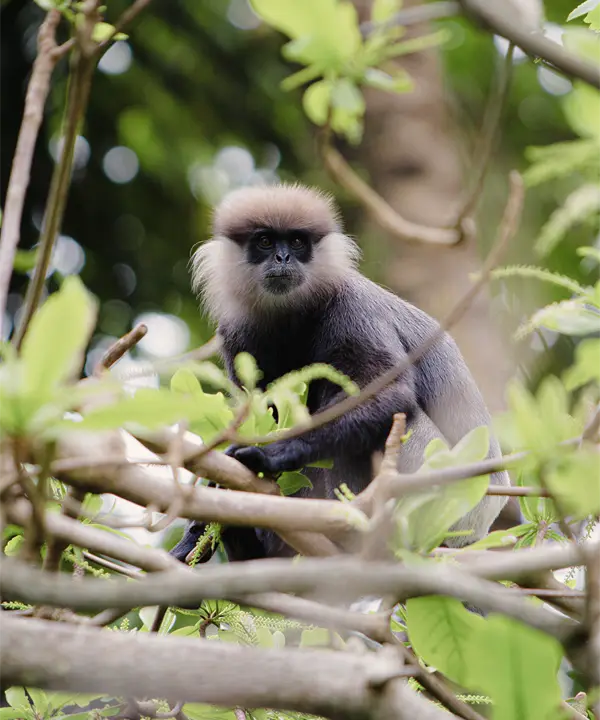 Purple-Faced Langur in Madu River Purple-faced langur resting on a tree branch near the Madu River wetlands