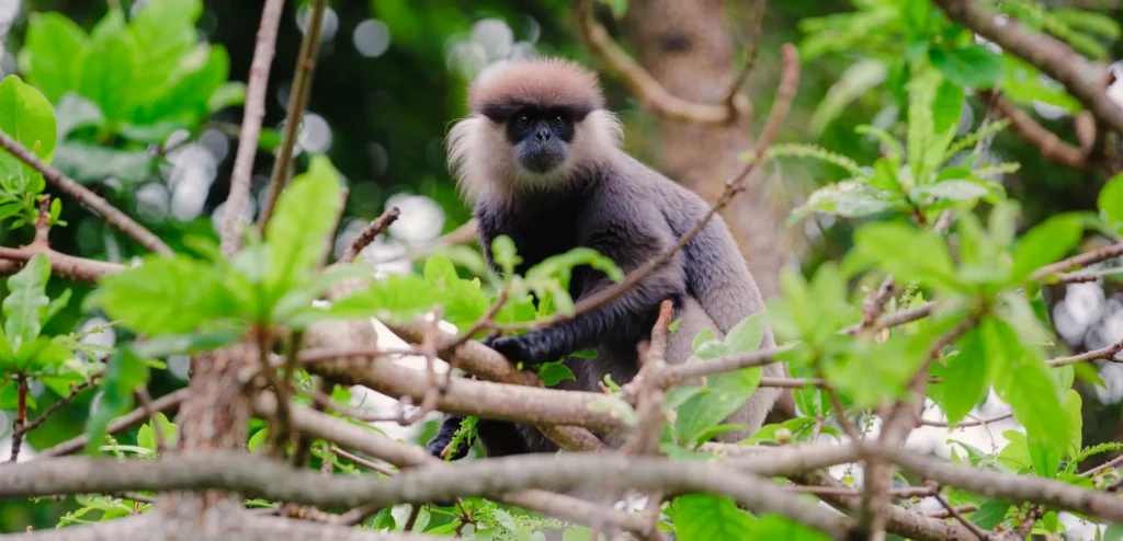 Purple-faced langur spotted during a Madu River Boat Safari, Sri Lanka