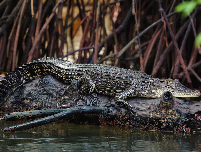 Saltwater Crocodile at Madu River Saltwater crocodile resting on a rock near the Madu River mangroves