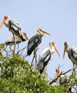 A variety of waterbirds and wading birds on Special Bird Island in the Madu River mangrove sanctuary of Sri Lanka, home to rich wetland wildlife
