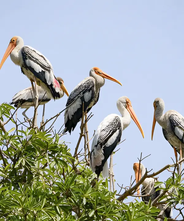 Herons roosting on Special Bird Island, Madu Ganga