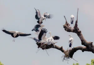 Colorful wading birds on a sanctuary island in the Madu River, spotted during a Jaliya Boat Safari boat tour in Sri Lanka