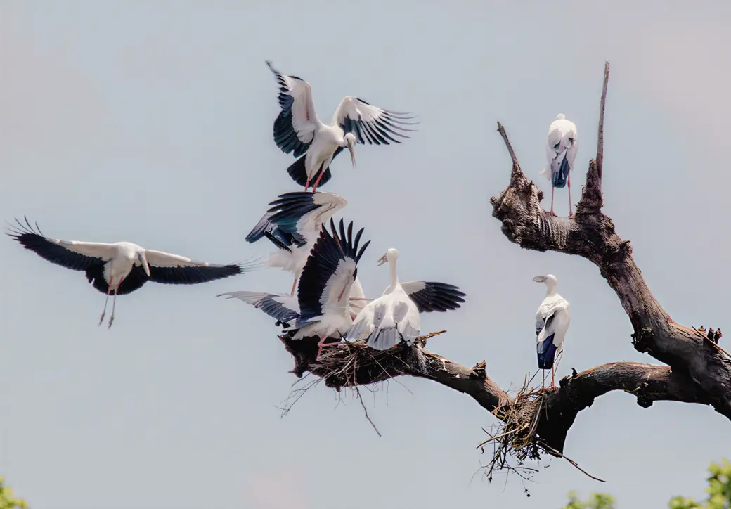 Herons and cormorants roosting at Special Bird Island