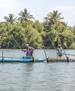 A local fisherman feeds shrimp in a raised pond alongside the Madu River during a boat safari tour, highlighting the region’s aquaculture practices