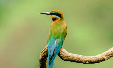 Blue-tailed bee-eater perched near the Madu River mangroves in Sri Lanka