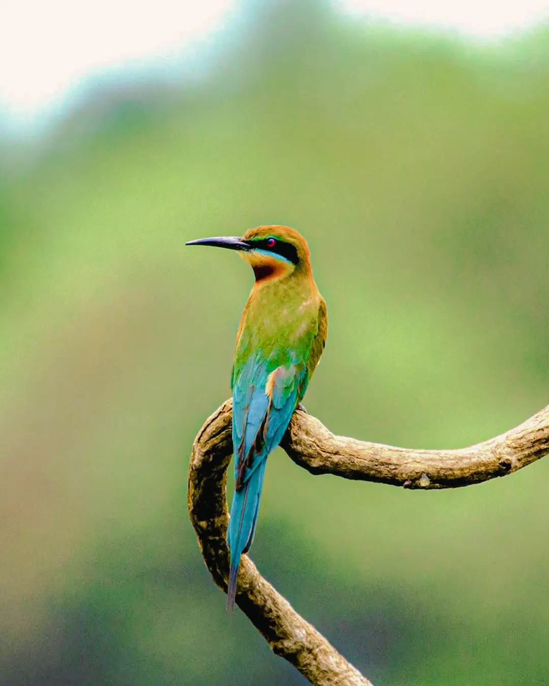 Blue tailed bee eater resting on a branch