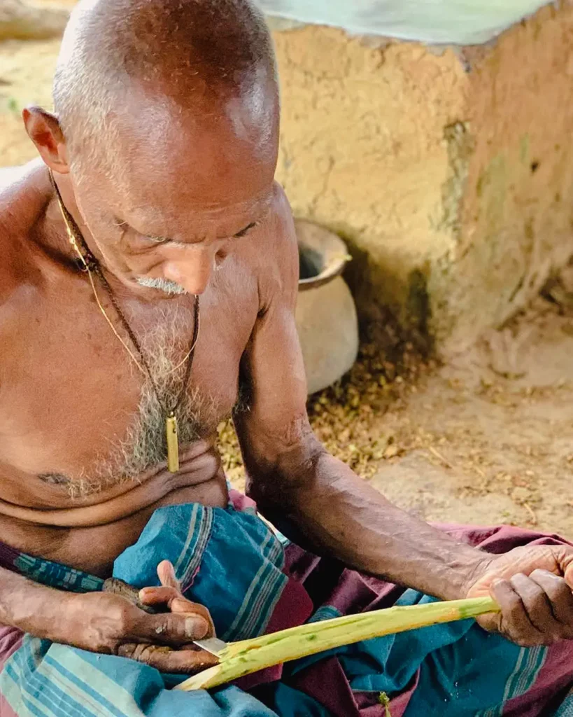Elderly local peeling fresh Ceylon cinnamon bark by hand in Sri Lanka