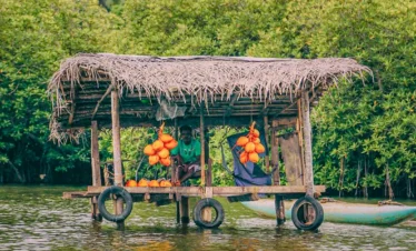 Floating river market stalls selling king coconuts and local products on the Madu River