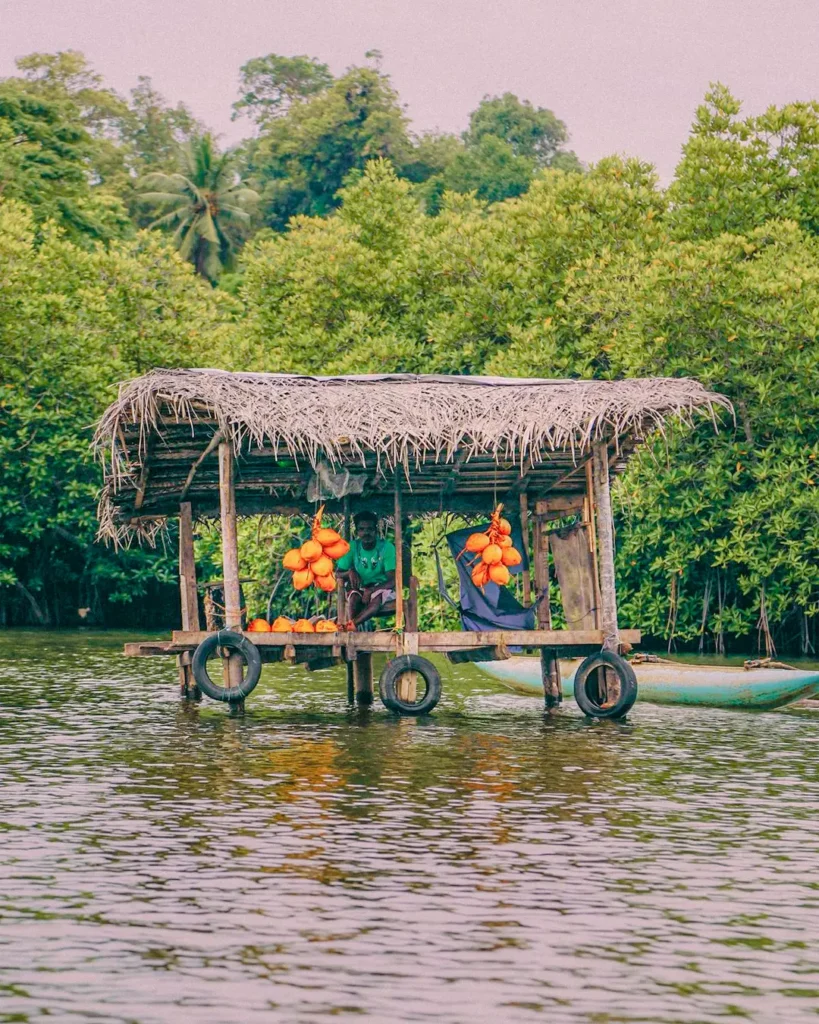 Floating river market stalls selling king coconuts and local products on the Madu River