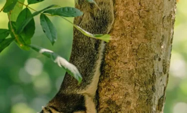 Rare grizzled giant squirrel resting in a tree near the Madu River