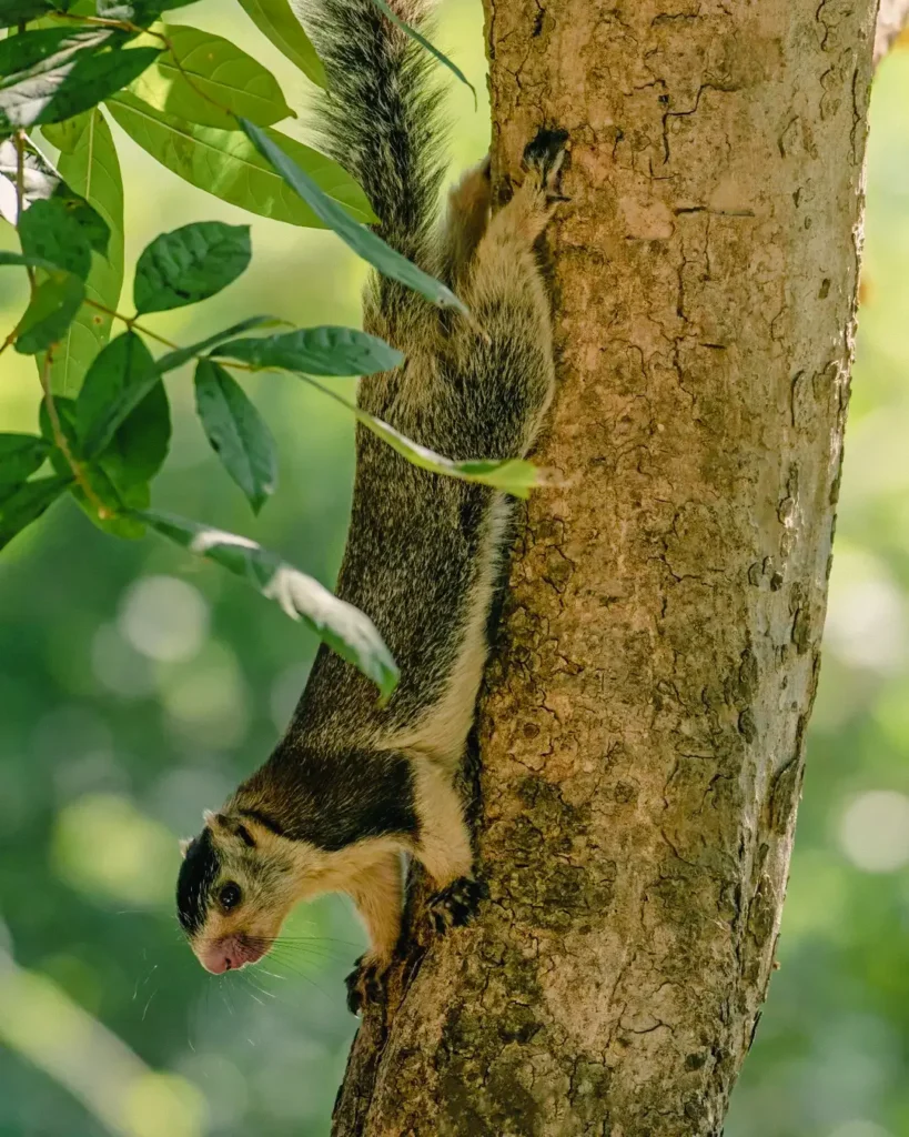 Rare grizzled giant squirrel resting in a tree near the Madu River