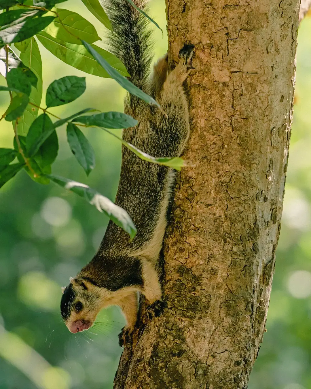 Grizzled giant squirrel spotted along the riverbank