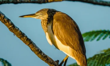 Indian pond heron standing near the waters of the Madu River