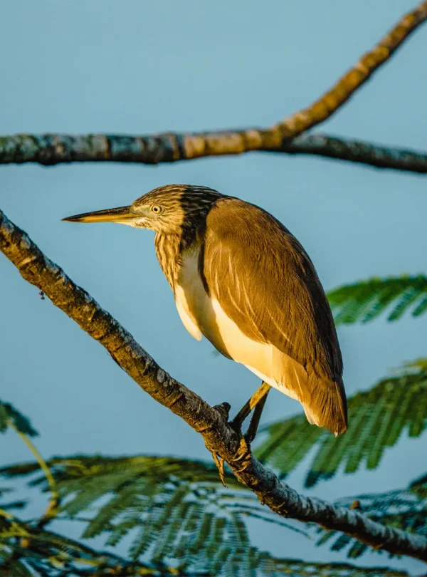 Indian pond heron standing near the waters of the Madu River
