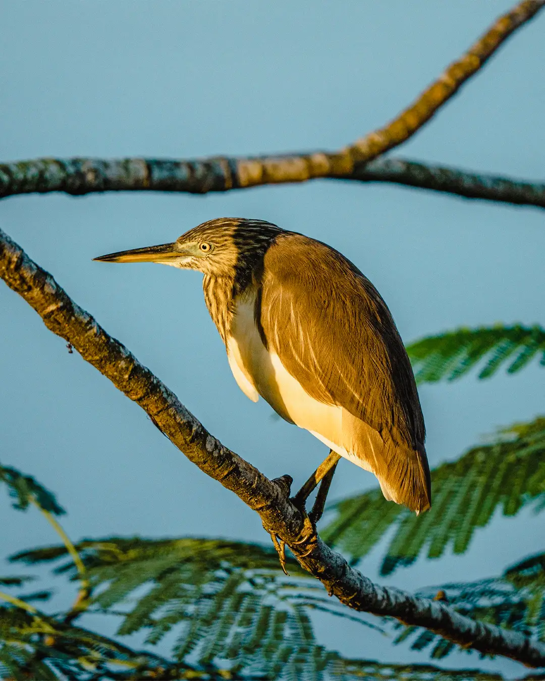 Indian pond heron wading in shallow water