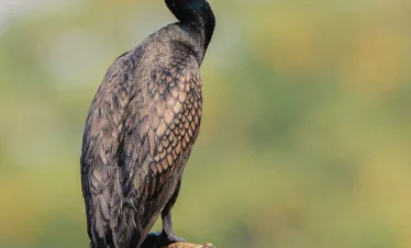 Indian cormorant resting near the wetlands of the Madu River
