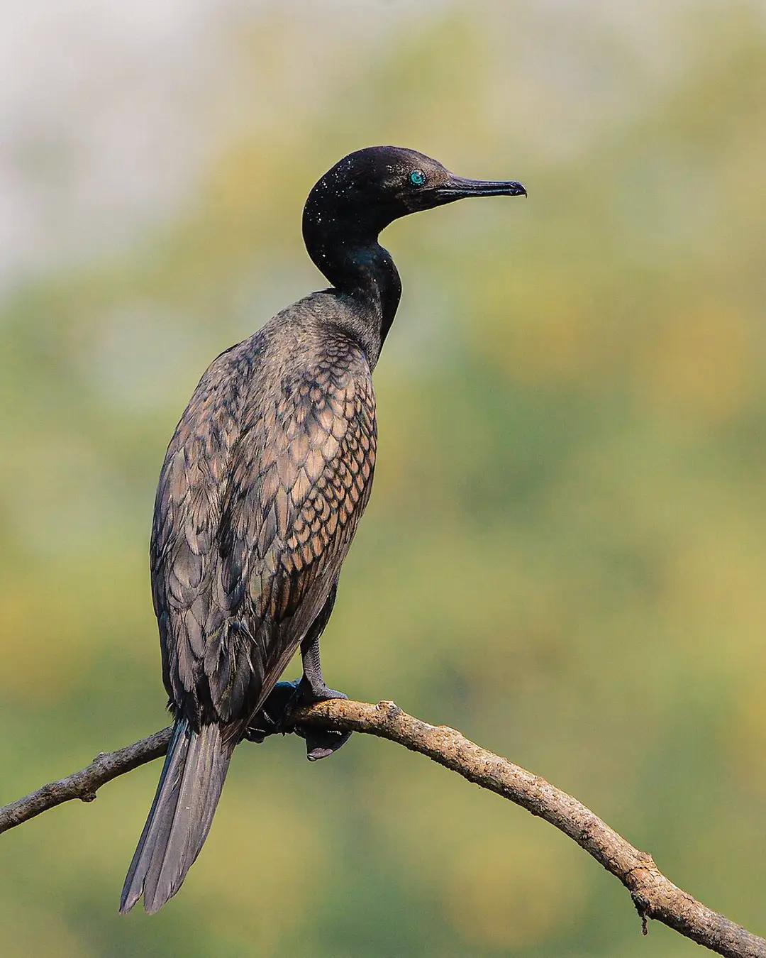 Indian cormorant drying its wings on a branch