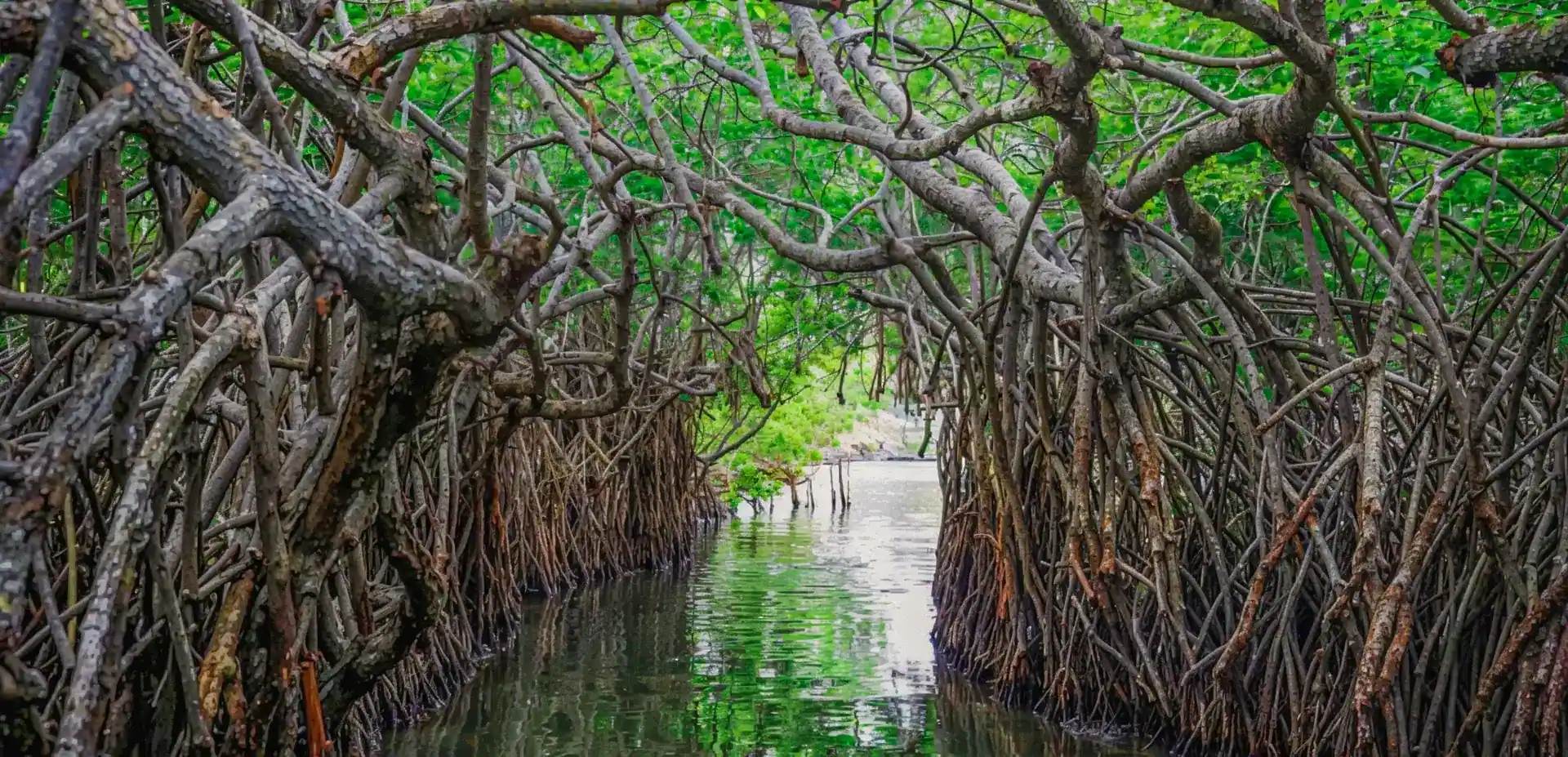 Dense mangrove root canopy forming a narrow tunnel over the river