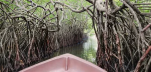 Cropped image of a boat traveling through Madu River mangrove tunnels