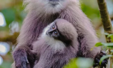 Mother purple-faced langur carrying her baby in a tree near the Madu River