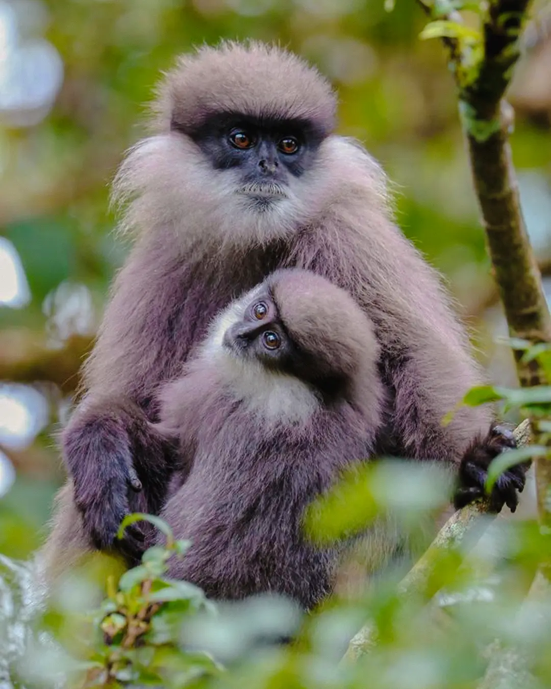 Purple faced langur perched in the mangrove canopy