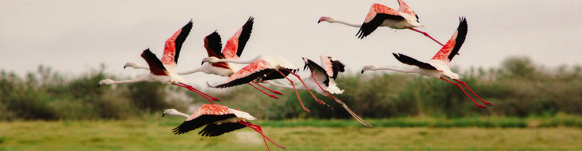 Wading birds on Special Bird Island in Madu River during a Jaliya Boat Safari