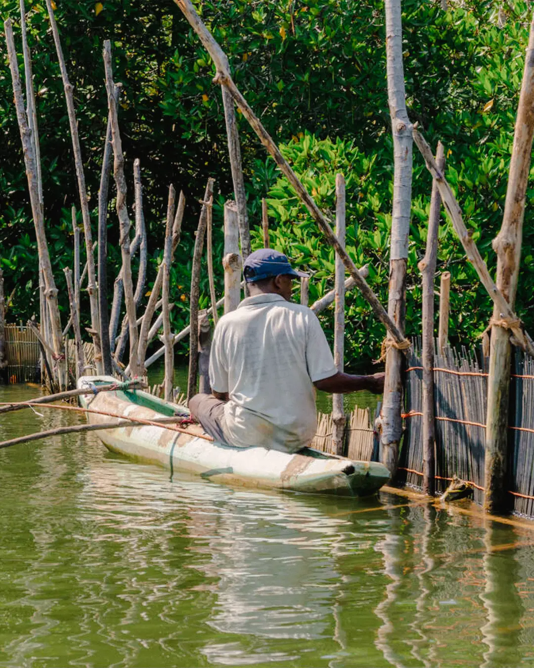 Traditional bamboo prawn traps and shrimp farm along the estuary