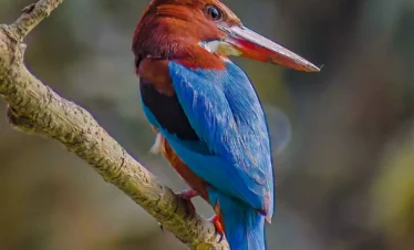 White-throated kingfisher perched near the Madu River wetlands