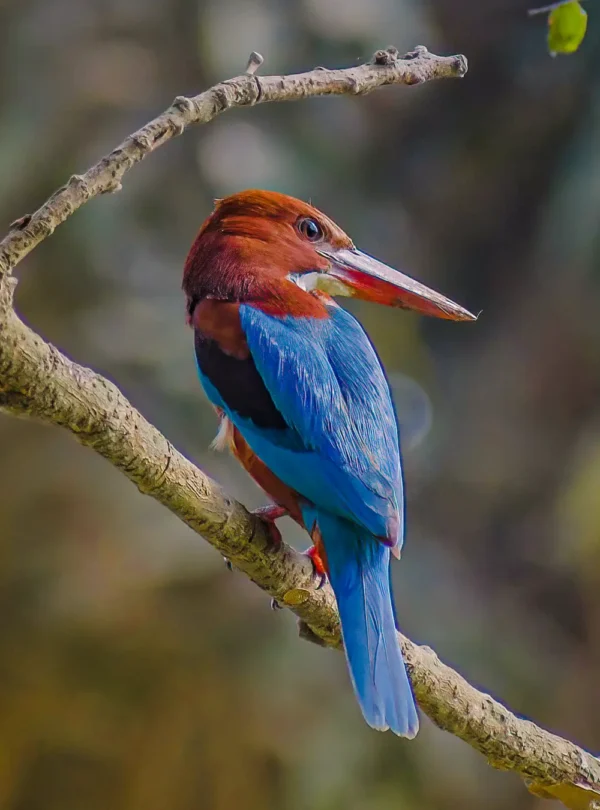 White-throated kingfisher perched near the Madu River wetlands