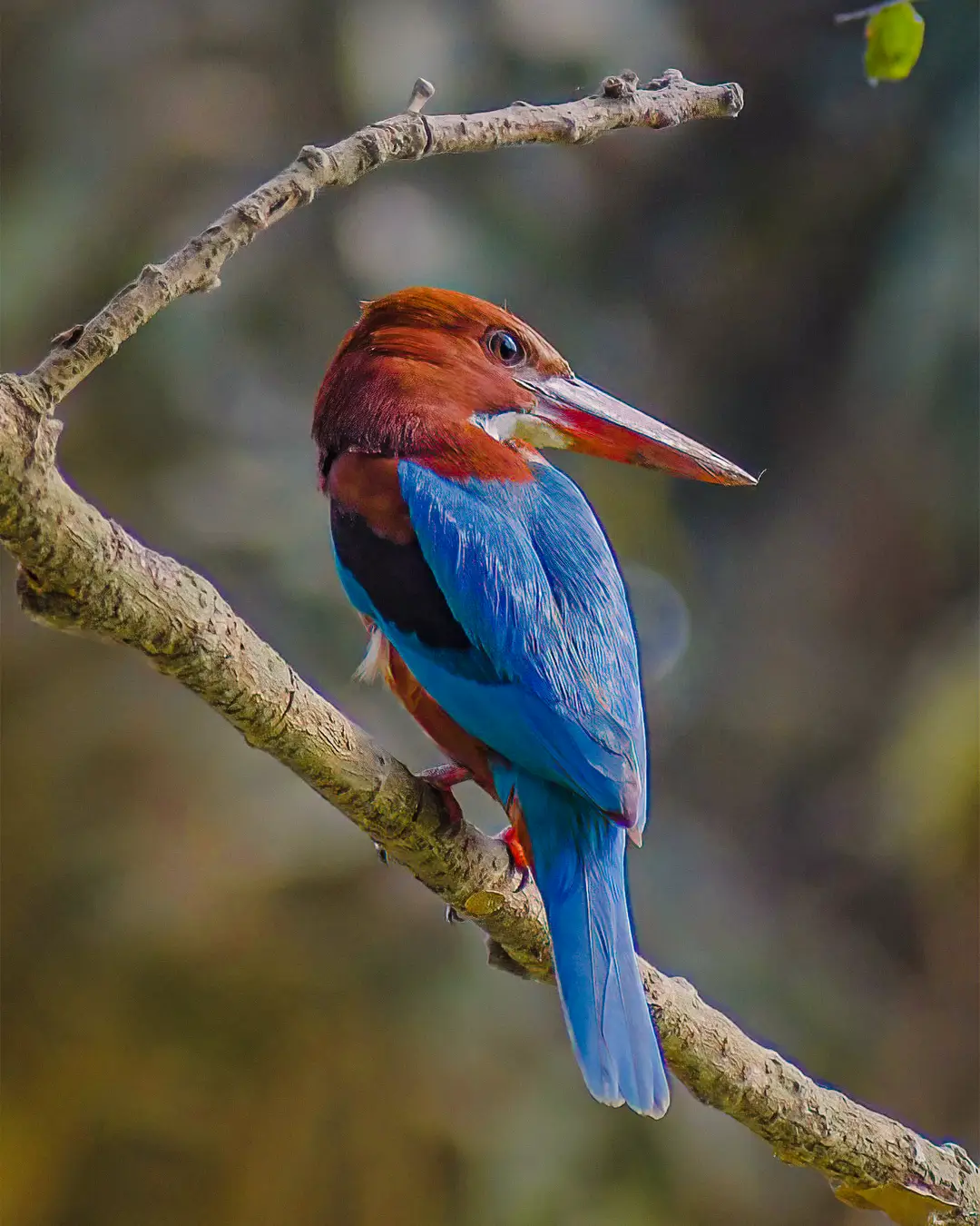 White throated kingfisher perched near the water