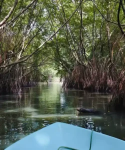 Boat passing through mangrove tunnels on the Madu River in Sri Lanka