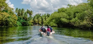 Tourists exploring the calm waters and mangrove forests during a Madu River boat safari in Balapitiya, Sri Lanka
